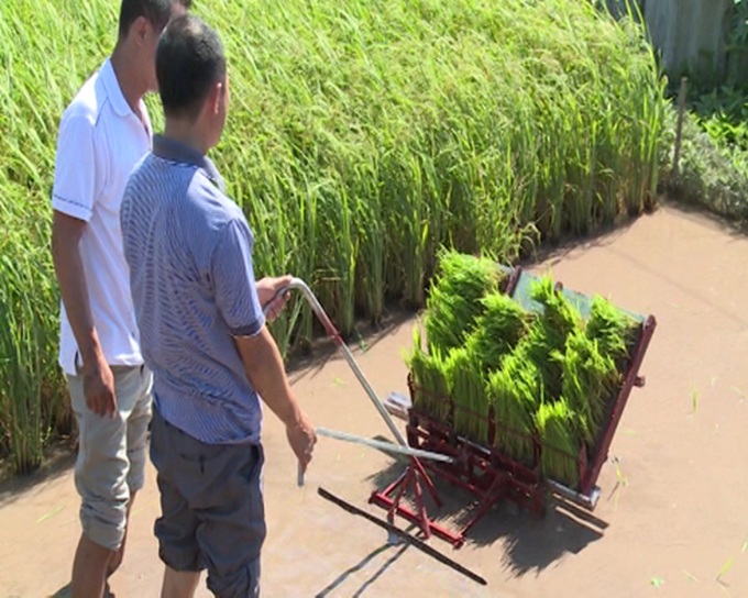 anh nong dan thai binh che tao may cay lua khong dong co  ​ hinh 4