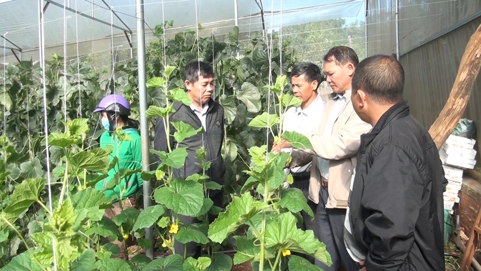 Thạc sĩ từ nước ngoài về trồng dưa lưới thu hàng trăm triệu đồng mỗi năm - 2 Thạc sĩ từ nước ngoài về trồng dưa lưới thu hàng trăm triệu đồng mỗi năm - 2