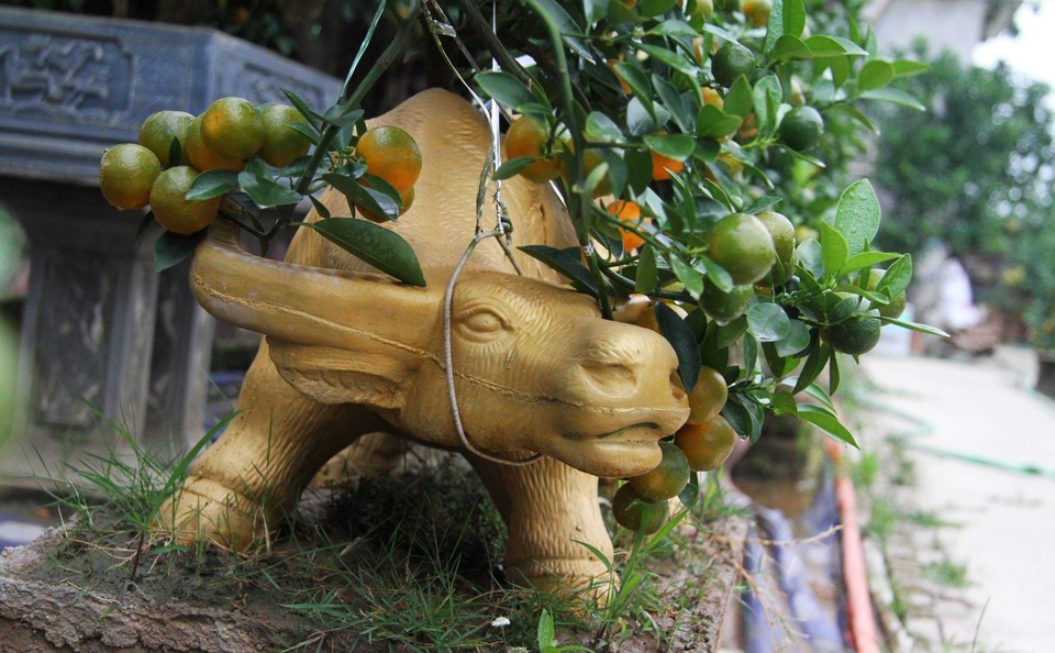 Trâu vàng thảnh thơi cõng quất cảnh giá bạc triệu dịp Tết Tân Sửu 2021 - 4