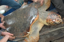 Ngư dân bắt được con rùa biển nặng hơn 70 kg