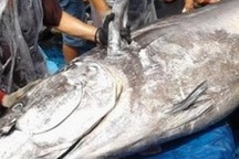 Ngư dân mất 60 phút để câu được con cá ngừ đại dương nặng 280kg