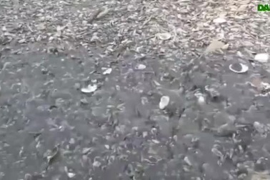 Dòng nước thải đen ngòm chảy thẳng ra sông.