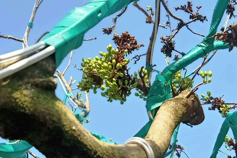 Độc đáo cây mai Tiến Vua quý hiếm ở chợ hoa Xuân Cần Thơ - 3 Độc đáo cây mai Tiến Vua quý hiếm ở chợ hoa Xuân Cần Thơ - 3
