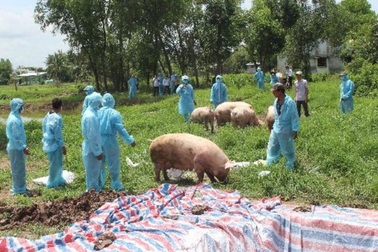 Cà Mau: Phát hoảng với những sai phạm của người dân trong phòng chống dịch tả lợn châu Phi