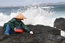 Cuối năm, "đội sóng" hái rong mứt trên đá nham thạch