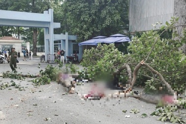 Nhân chứng vụ cây gãy nhánh ở Công viên Tao Đàn: Người nằm la liệt