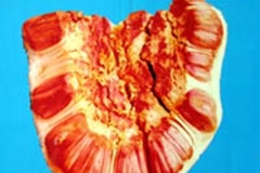 Mít ruột đỏ, ổi không hạt 