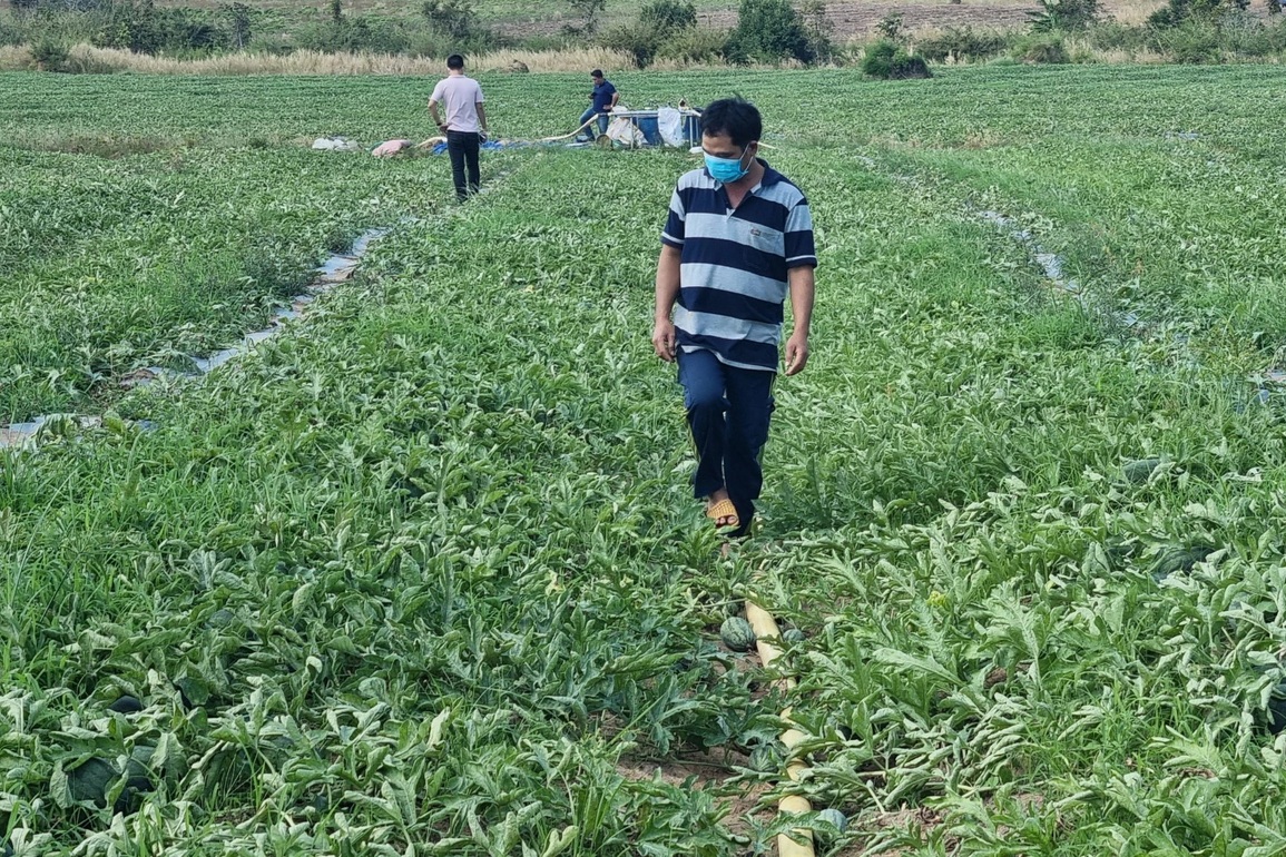 Dưa hấu rớt còn hơn 2.000 đồng/kg, nông dân ngóng chờ thương lái - 1 Dưa hấu rớt còn hơn 2.000 đồng/kg, nông dân ngóng chờ thương lái - 1