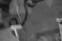 Trăn trườn vào nhà tấn công mèo để ăn thịt và cái kết