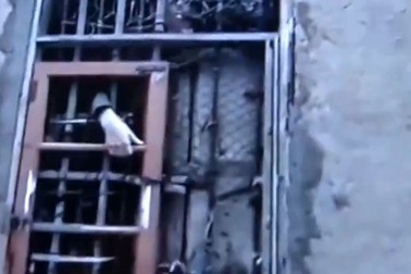 Nghi là ma ám, bố mẹ nhốt con 3 thập kỷ trong lồng sắt