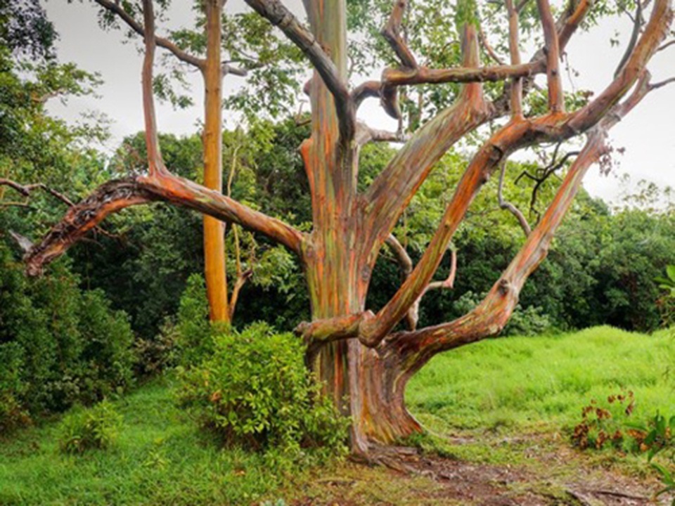 Gia tăng du khách tới Hawaii ngắm cầu vồng trên cây - 6 Gia tăng du khách tới Hawaii ngắm cầu vồng trên cây - 6