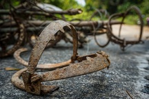 Giải cứu cá thể khỉ mắc bẫy “hàm của quỷ” trên núi Sơn Trà