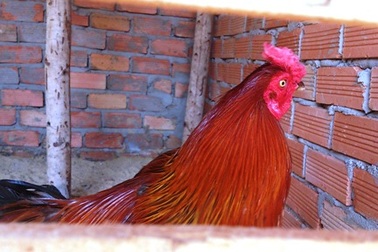 Thêm một vụ xông vào nhà dân vây bắt, đập đầu gà một cách khó hiểu