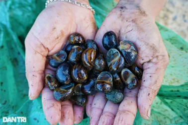 Lội bùn, vạch cỏ tìm loại ốc "nhà nghèo", giờ thành đặc sản ra tiền