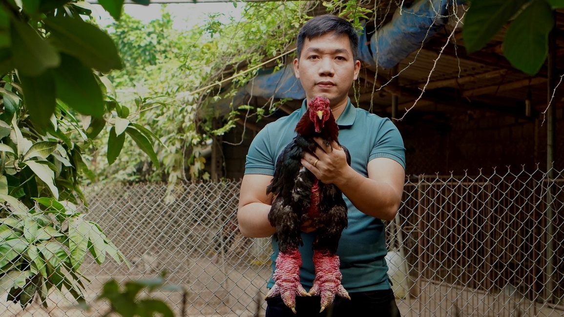 Gà Đông Tảo được cho ăn thịt bò, nằm điều hòa chờ đại gia rinh về biếu Tết - 1 Gà Đông Tảo được cho ăn thịt bò, nằm điều hòa chờ đại gia rinh về biếu Tết - 1