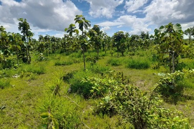 Gần 800ha đất trồng cao su "đắp chiếu" suốt 11 năm