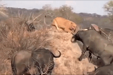 Khoảnh khắc trâu rừng “truy sát” sư tử để trả thù cho con