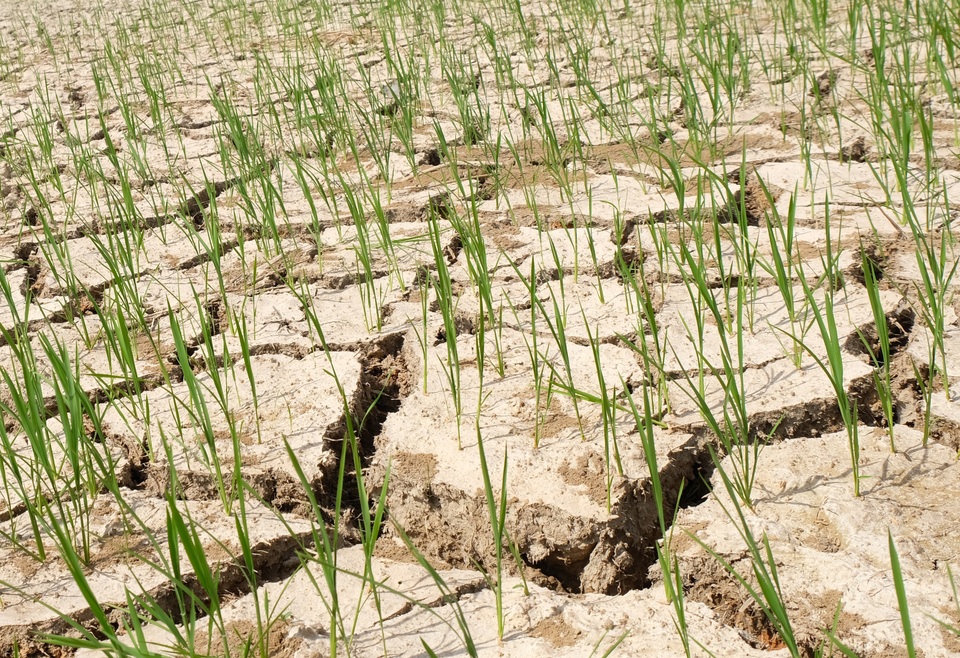 Nắng nóng kéo dài, hàng nghìn ha lúa có nguy cơ chết cháy - 1