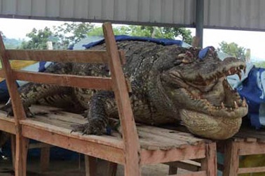 Những chuyện chưa biết về cá sấu Xiêm khổng lồ