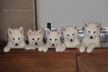 Cần Thơ: Chàng thanh niên phát tài vì mê chó sang, chảnh