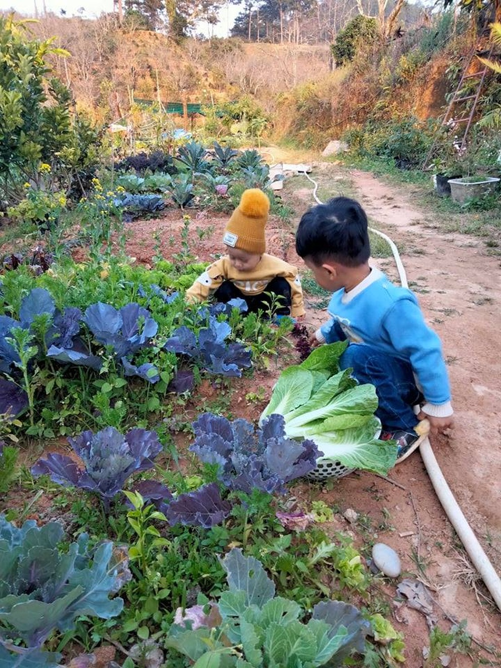 Lạc chân vào vườn 7000m2 ngập rau, hoa hồng của vợ chồng người Lâm Đồng - 5 Lạc chân vào vườn 7000m2 ngập rau, hoa hồng của vợ chồng người Lâm Đồng - 5