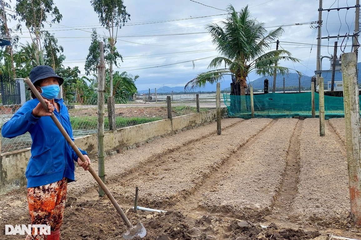 Làng trồng bí đao khổng lồ, quả nặng hơn nửa tạ ở Bình Định - 3 Làng trồng bí đao khổng lồ, quả nặng hơn nửa tạ ở Bình Định - 3