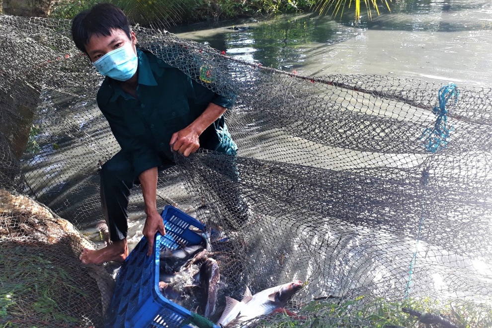 Nông dân tặng cả ruộng rau, ao cá hỗ trợ người khó khăn vùng dịch - 5 Nông dân tặng cả ruộng rau, ao cá hỗ trợ người khó khăn vùng dịch - 5