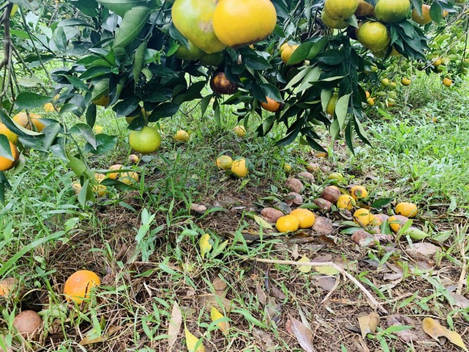 Người dân bất lực nhìn hàng chục tấn cam rụng tả tơi sau mưa lũ - 7 Người dân bất lực nhìn hàng chục tấn cam rụng tả tơi sau mưa lũ - 7