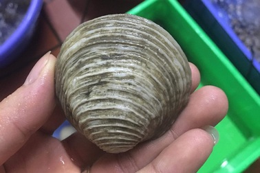 Hải sản quý giá 1 triệu đồng/kg, nghe tên “ngao ngán” mà ăn hoài không chán