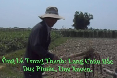 Rau "rớt" giá mạnh, nông dân ngậm ngùi nhổ cho bò ăn