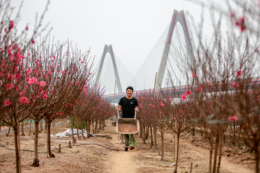 Tất bật đón xuân