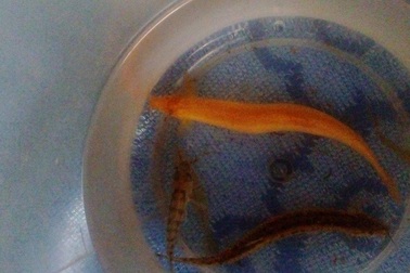 Bắt được cá chạch vàng trước ngày “vía Thần Tài”