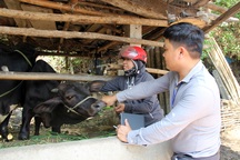 Phú Yên: Gia súc ngã bệnh chết hàng loạt, cán bộ thú y nói chỉ vài con