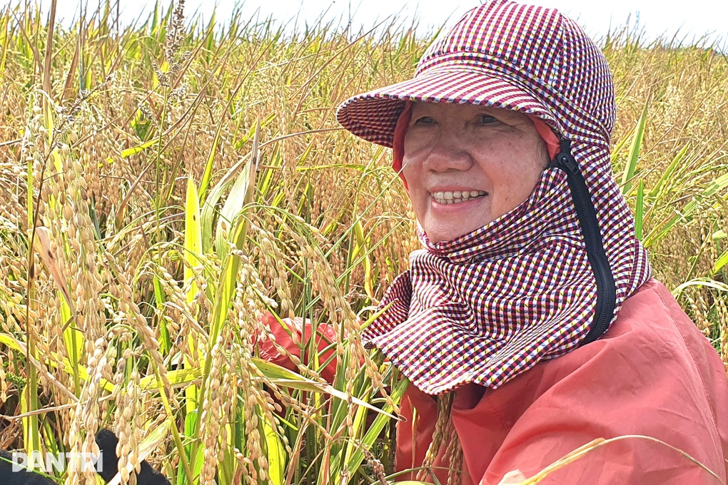 Bà giáo già tạo nên kỳ tích với 108 sào ruộng úng phèn - 2