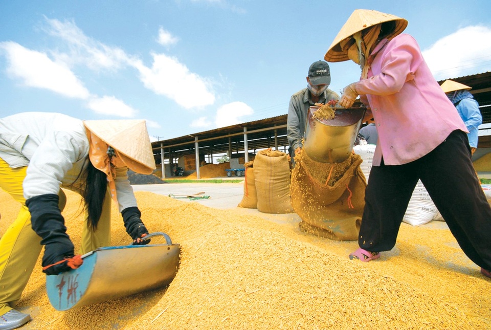 Xuất khẩu gạo đánh mất “cơ hội vàng”, doanh nghiệp tiếp tục khó khăn - 3 Xuất khẩu gạo đánh mất “cơ hội vàng”, doanh nghiệp tiếp tục khó khăn - 3