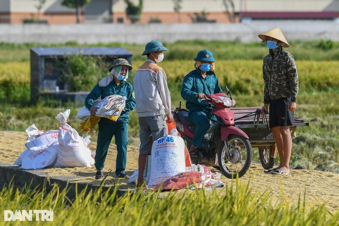 Tâm dịch Bắc Ninh: Nông dân không ra đồng, lúa và hoa màu tự chất đầy nhà - 8 Tâm dịch Bắc Ninh: Nông dân không ra đồng, lúa và hoa màu tự chất đầy nhà - 8