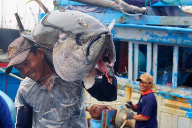 Làng biển giàu nhất miền Trung nhờ nghề săn "thủy quái" đại dương