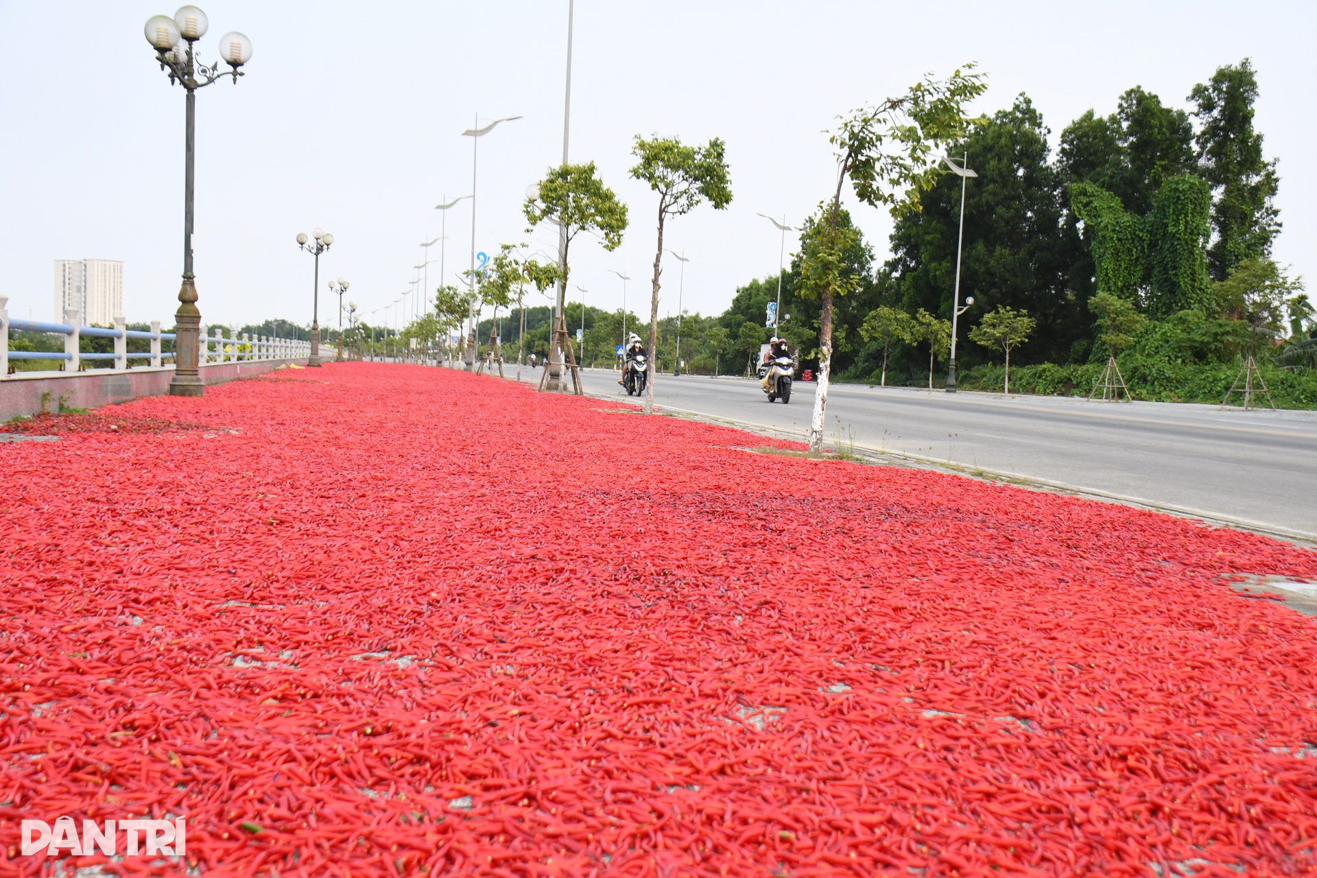 Con đường bị nhuộm đỏ, nông dân lao đao vì ớt rớt giá - 6 Con đường bị nhuộm đỏ, nông dân lao đao vì ớt rớt giá - 6