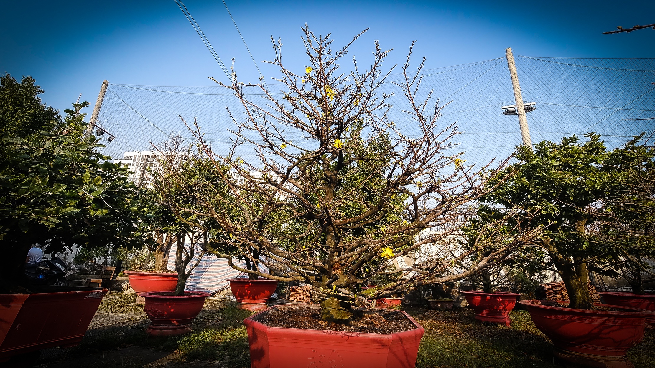 Hốt bạc nghề cho thuê mai dịp Tết - 16 Hốt bạc nghề cho thuê mai dịp Tết - 16