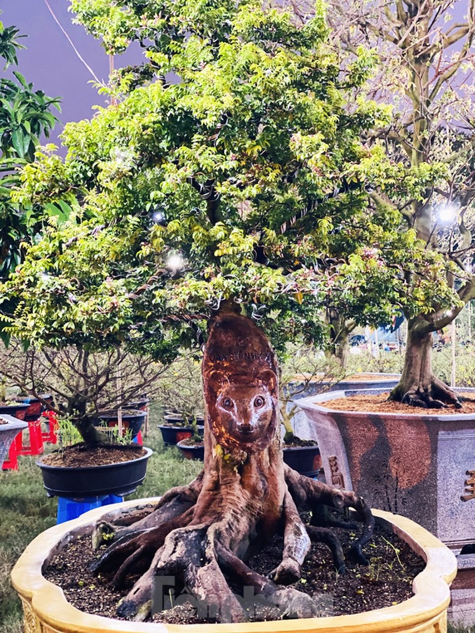 Cây khế 100 tuổi hình đầu chuột có giá nửa tỷ đồng ở Sài Gòn - 3 Cây khế 100 tuổi hình đầu chuột có giá nửa tỷ đồng ở Sài Gòn - 3