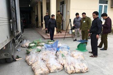 Bắt 300 kg thịt gà “lậu” sắp tuồn vào các bếp ăn tập thể tiêu thụ