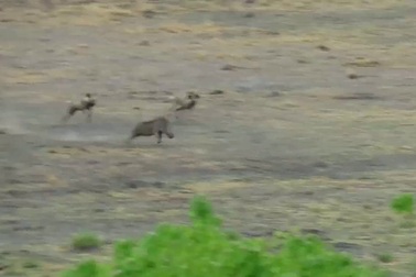 Cận cảnh lợn rừng “phá vòng vây” của kẻ thù để tìm con đường sống