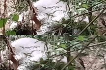 Bất ngờ phát hiện voi đực chết trong rừng tại Nghệ An