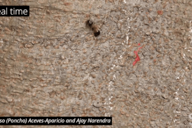 Loài nhện đi săn bằng cách "nhảy múa" xung quanh con mồi