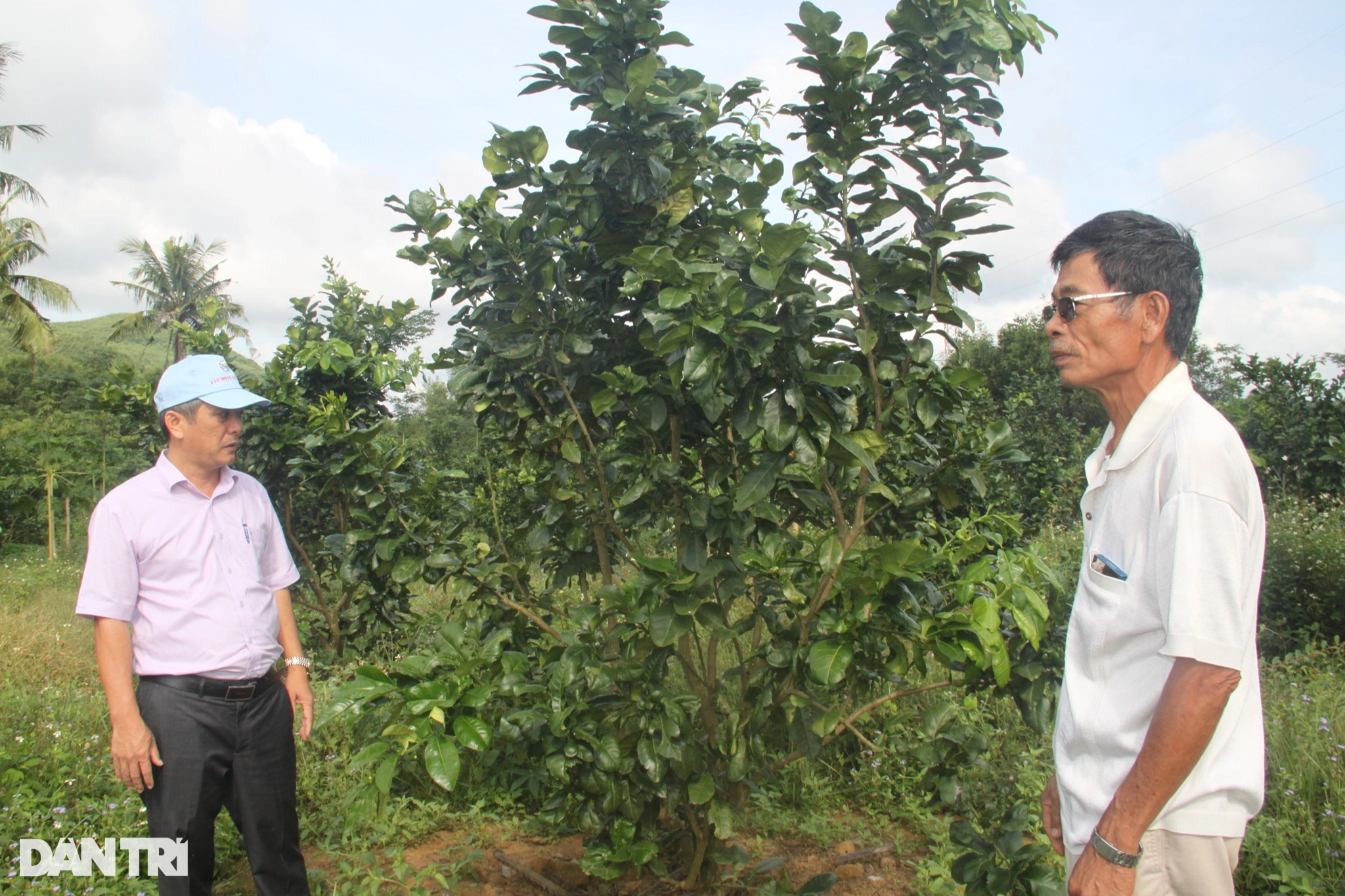 Khai tử cây keo, trồng bưởi da xanh, nông dân Bình Định thành tỷ phú - 2 Khai tử cây keo, trồng bưởi da xanh, nông dân Bình Định thành tỷ phú - 2