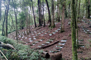 Đổi đời với quốc bảo Việt trên đỉnh Ngọc Linh