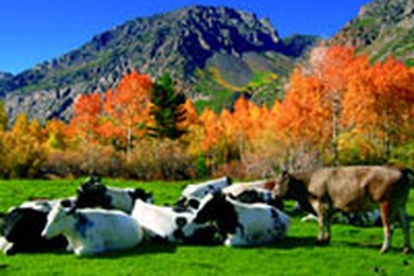 Sữa non giúp phòng chống đại dịch cúm