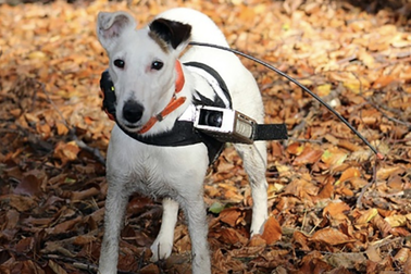 Khả năng trời phú cho loài chó mà con người không thể có được