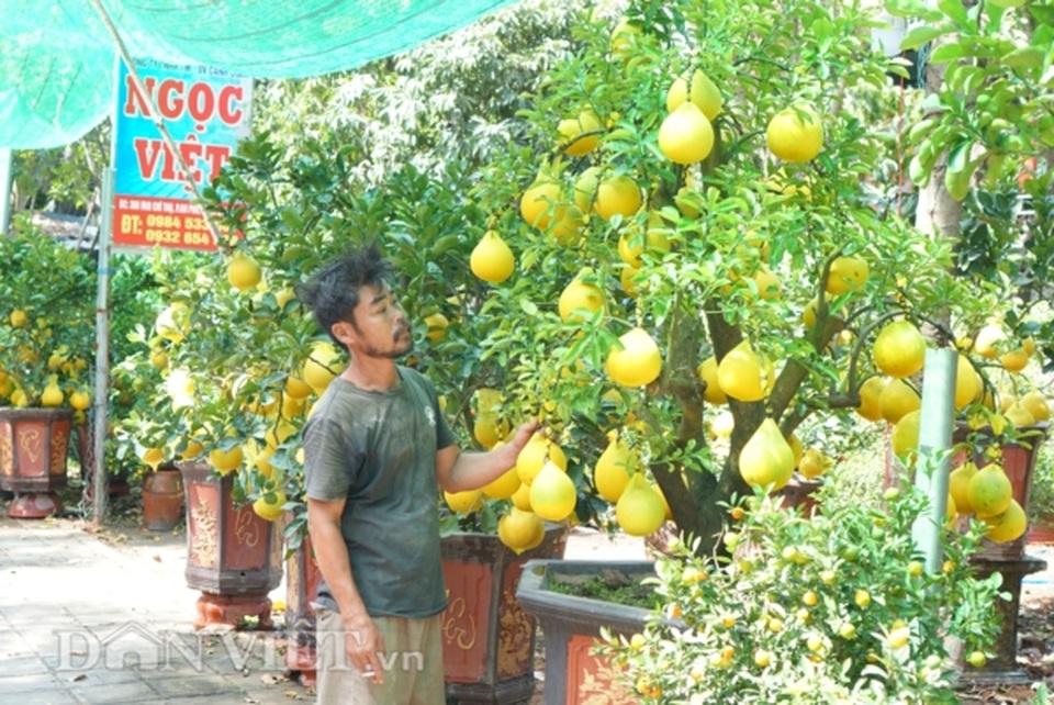 Bưởi Diễn Tết đổ bộ Sài thành, 70 triệu/cây khách vẫn xuống tiền - 15 Bưởi Diễn Tết đổ bộ Sài thành, 70 triệu/cây khách vẫn xuống tiền - 15