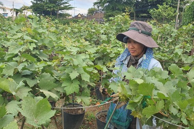 Nho kiểng Ninh Thuận tiền triệu vẫn “cháy hàng”